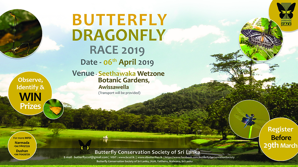 Butterfly and Dragonfly Race 2019